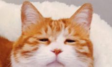 双鱼男和双鱼女合不合(双鱼女和双鱼男在一起合适吗)