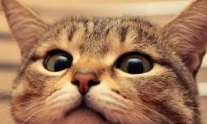 属虎的人可以养猫吗(属虎的人真的不能养猫吗)