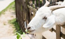 属兔和属羊的合的来吗(属兔跟属羊的在一起合适吗)