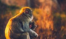 80年属猴的是什么性格特点(80年属猴女和什么属相最配)