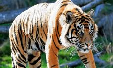 不适合化妆的生肖女(让异性久处不厌的生肖女)