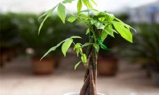 招财树适合放在家里哪个位置(招财树放在哪里最旺财)