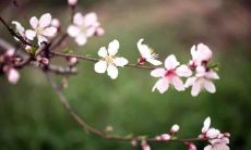 桃花怎么摆能增加桃花运(桃花运的方法)