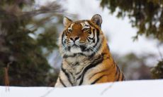 1998年属虎农历八月生(1998年属虎的女孩婚配)