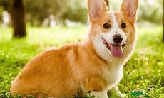 属狗的是哪一年的是几年(属狗的人都是哪一年出生的)