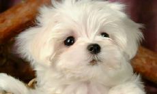 属狗人下周运势查询(属猪的人本周运势)