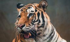 2023年属虎11月份出生(2023年虎年不宜生子的属相)