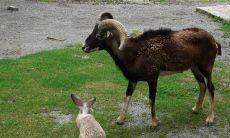 属兔适合和属什么的一起工作(属鸡和属兔相冲吗)