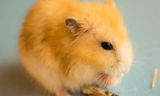 名字生肖配对姻缘(男女属相最佳婚配表)