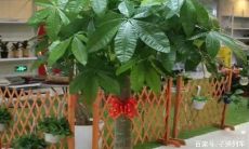 招财树怎么会落叶(招财树落叶是怎么回事)