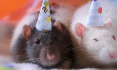 属鼠的人是什么时候出生(属鼠的人几点出生最好)