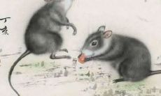 84年属鼠多少岁(1984年属鼠什么命)