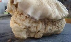 太岁一般都生长在什么地方(太岁是怎么形成的长在什么地方)