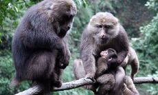 猴的最佳配偶属相有几个(属猴婚姻配属什么最佳)