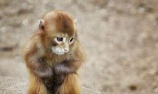 2004年属猴人一生爱情方向(04属猴的一生命运怎么样)