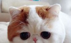 猫为什么没有进十二生肖(张起名字大全男孩一个字)