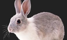 2023年生肖号码是哪几个(生肖年份2023)