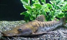 招财鱼眼睛凸出来是怎么了(招财鱼眼睛发白鼓起来怎么办)