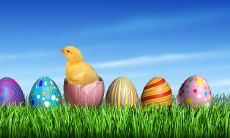 1981属鸡天蝎座女事业运(属鸡天蝎座男)