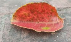 面相上看不见耳朵(前面看不到耳朵面相)