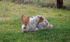 后年属什么生肖2023属性(2023年出生属什么生肖属相)