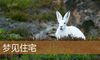 梦见住宅