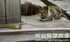 梦见猫和蛇在一起