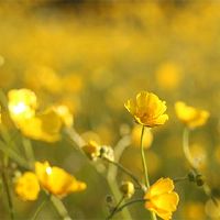 十个达海阅读了最佳时间，晚上读了西藏经文