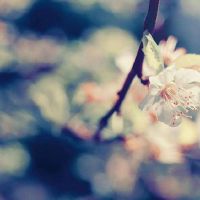 2022年，月历2月份适合拿起汽车，二月吉吉日本探究