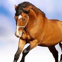 这是最好的宝宝，他是马属。