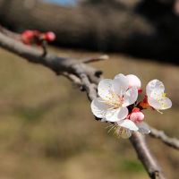 12个星座如何避免腐烂的桃花