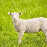 如何与绵羊男人相处