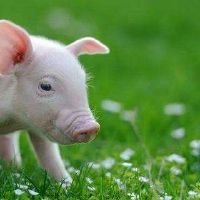 1971年，猪女生命是2022财年51岁小猪女2022月财富