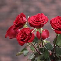 12个星座女性变化心脏概率