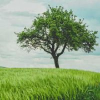 2022种种植部分的日子是什么？每个国家的树木植物部分在哪里？