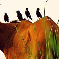 大十二生肖最容忍