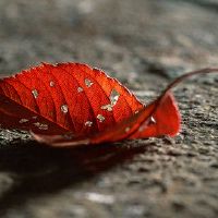 分手后，12个星座女性注意前者的注意力？