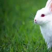 哪个月出生在兔子？