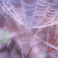 蜘蛛网的梦想