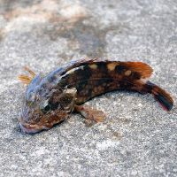 娃娃鱼梦想是什么意思？