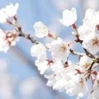 杜伊菲3022，幸运年份是什么？