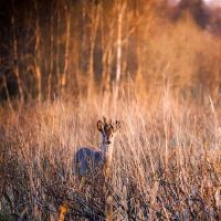 哪个星座恋爱中强烈？天蝎座擅长观察，扑腾