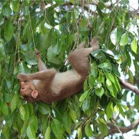 它是2004年的猴子吗？