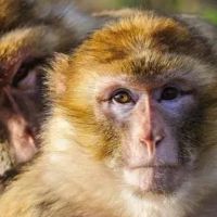 在92R中，猴子的婚姻是92只猴子和92年的猴子婚姻