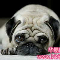 梦见一个哈巴狗