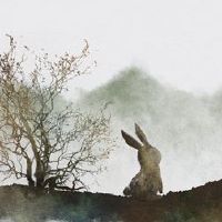 2022是兔子大颜色查询绿色腰带祝你好运