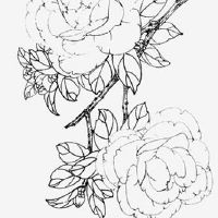 能当高官的人的面相 颧骨微起色泽明润