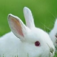 几个月内的兔子和龙并不复杂于兔子和龙。