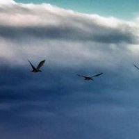 是八个字符解析财富和命运吗？