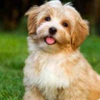 如何出生在狗的第一个月